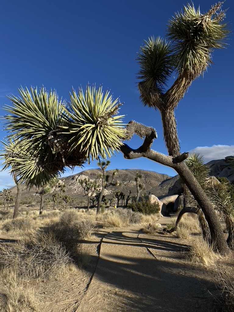 Joshua trees, seen on a road trip through California